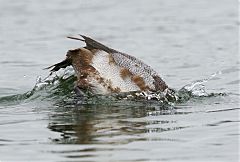 Lesser Scaup